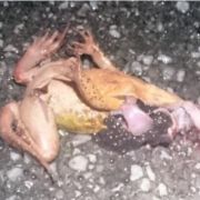 Migration des amphibiens 2026 - Appel à bénévoles