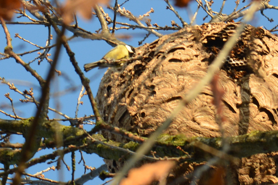 Prédation d'un nid de frelons asiatiques par la mésange charbonnière
