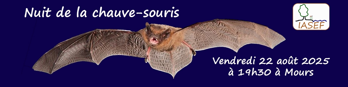 Nuit de la chauves-souris