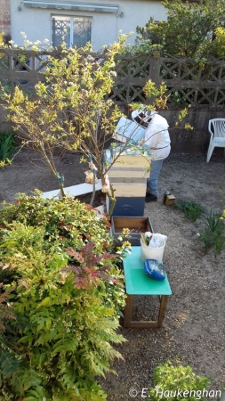 Travail des ruches