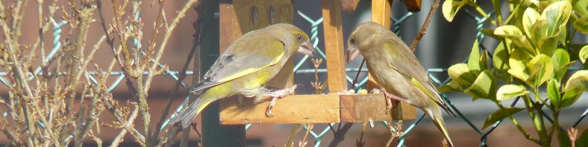 Nourrir les oiseaux en hiver