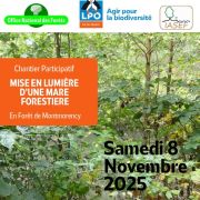 Chantiers participatifs mare en foret de Montmorency