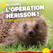 Webinaire fête du hérisson