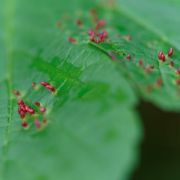 Les galles : un phénomène particulier