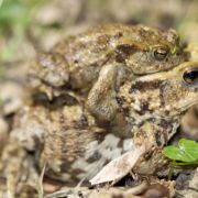 La migration des amphibiens, le rapport 2025